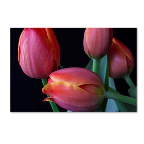 Bob Rouse 'Spring Tulips Iii' Canvas Art, 16x24, Trademark Fine Art, Mfr#: ALI16285-C1624GG